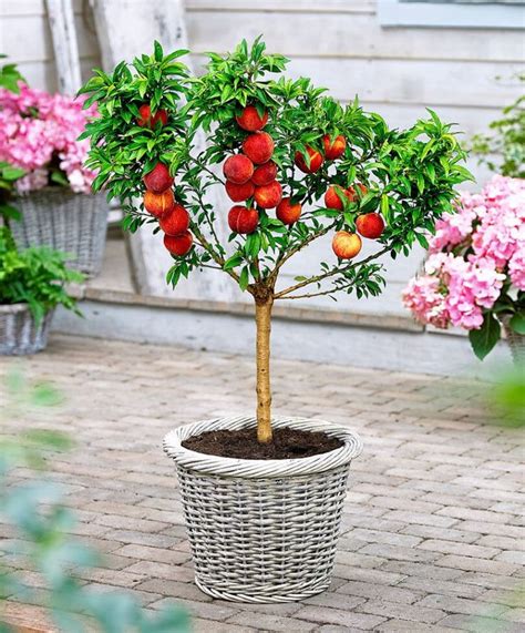 Top 6 Dwarf Fruit Trees You Can Plant In a Mini Garden | Dwarf fruit trees, Tree seeds, Fruit trees