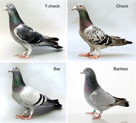 Variations of a single gene drive diverse pigeon feather patterns