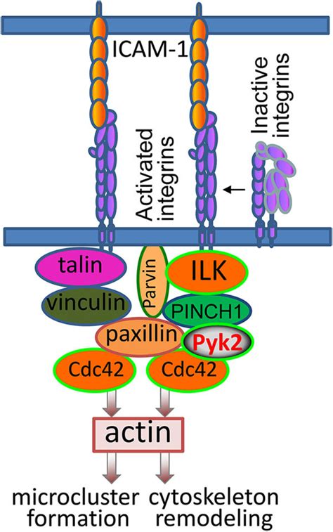 Schematic illustration of integrin-mediated signaling pathway that... | Download Scientific Diagram