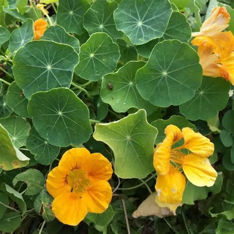 Nasturtium Flowers from Seed+ Colors and Varieties | Family Food Garden