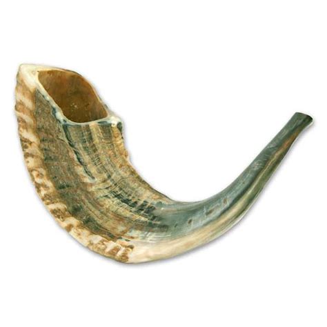 Large Ram Horn Shofar size 14-16 inches - 35-40 cm