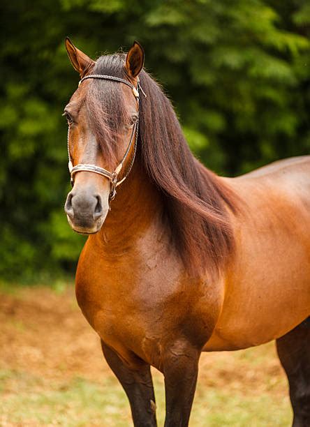 Paso Fino Horse Stock Photos, Pictures & Royalty-Free Images - iStock