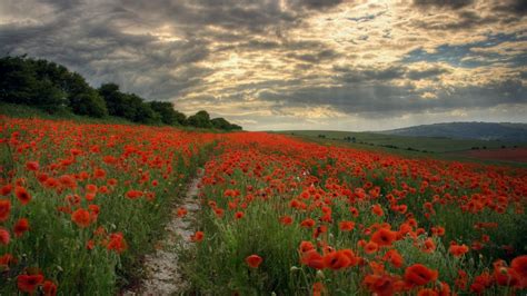 Fond d'écran : paysage, champ, Collines, chemin, coquelicots, fleur ...