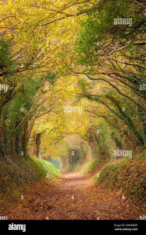 Halnaker tree tunnel over an ancient track to Halnaker windmill forming a hollow way, West ...