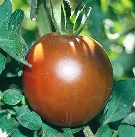 Black Prince Tomato Seeds