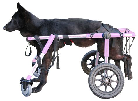 Diy Dog Wheelchair For Labrador / Walkin' Wheels SMALL Dog Wheelchair | Dog wheelchair, Diy ...