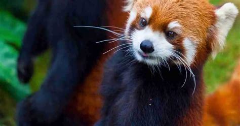 Red Panda Behavior - AnimalBehaviorCorner