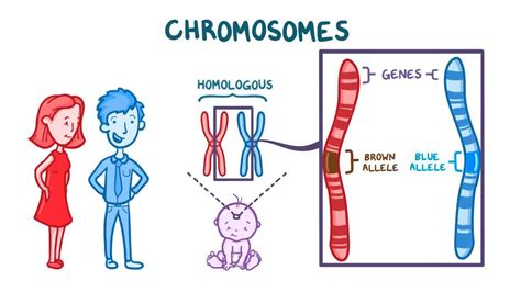 Independent assortment of genes and linkage: Video | Osmosis