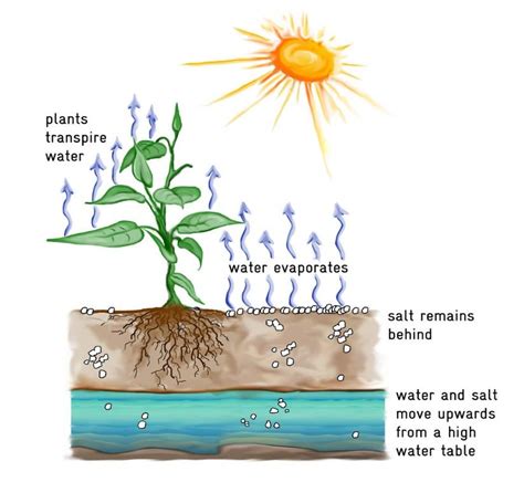 Transpiration Pull