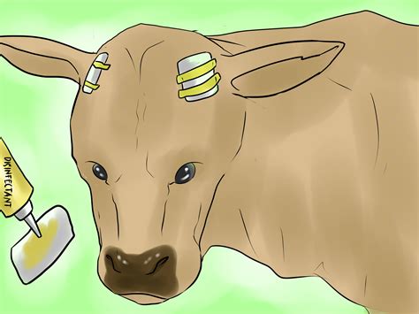 4 Ways to Dehorn a Cow - wikiHow