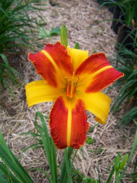 Daylily BReeder Blog: What is a Daylily? 4 - Hybridization 1