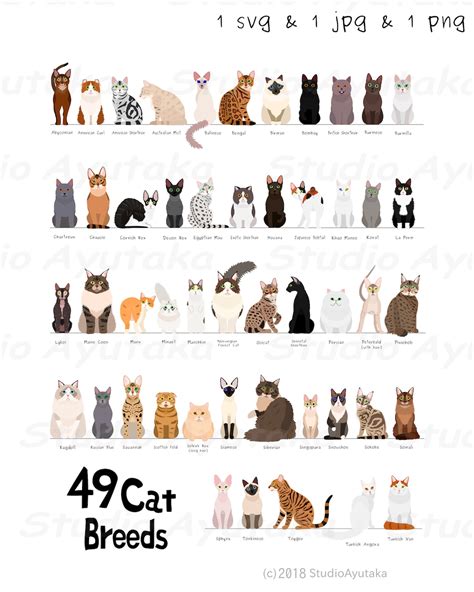 49 Breeds of Cats Chart, Svg, Jpg, Png, 1620 - Etsy