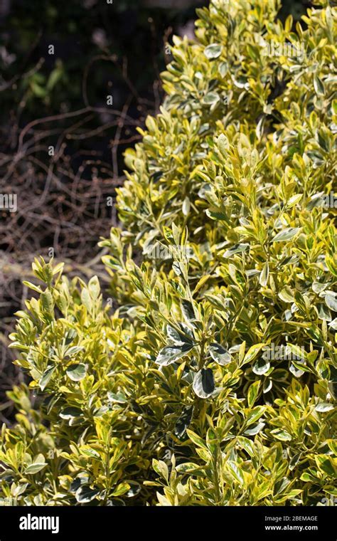 Euonymus japonicus hedge hi-res stock photography and images - Alamy