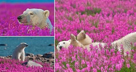 These Images Of Polar Bears Playing In Flower Fields Are Too Adorable