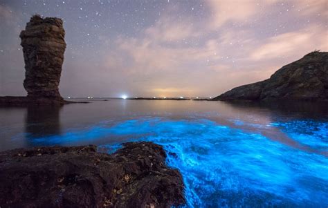 Natural phenomenon lights up the night sea at China’s Dalian - Global Times