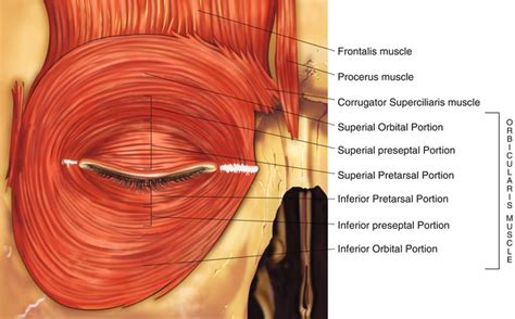 Eyelid Anatomy | Ento Key