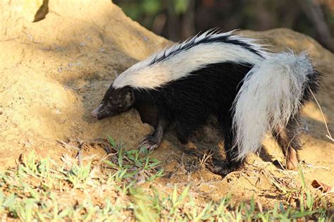 8 Fascinating Skunk Species