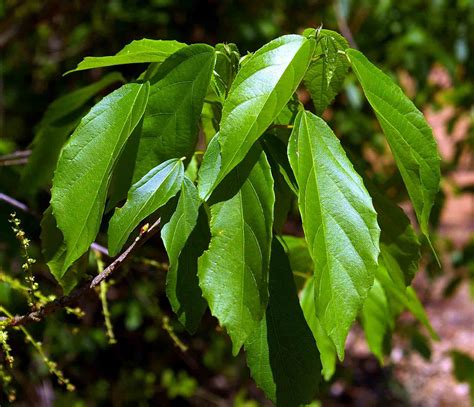 Flora of Mozambique: Species information: individual images: Alchornea ...