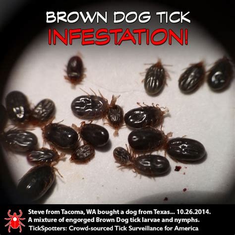 Infestation As Bad As Infection! A Tick Horror Story – TickEncounter