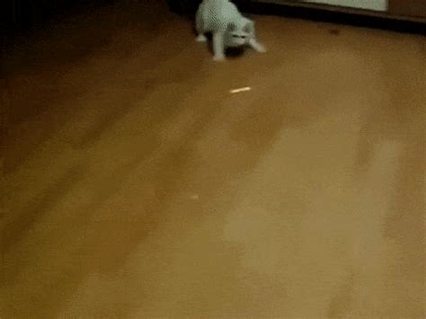 Cat Chase GIF - Find & Share on GIPHY