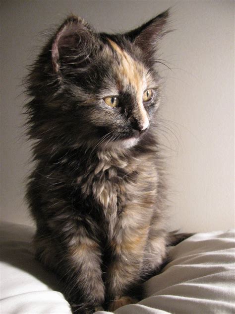 a cat sitting on top of a white bed