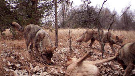 Chernobyl is a wildlife haven after 38 years of nuclear disaster