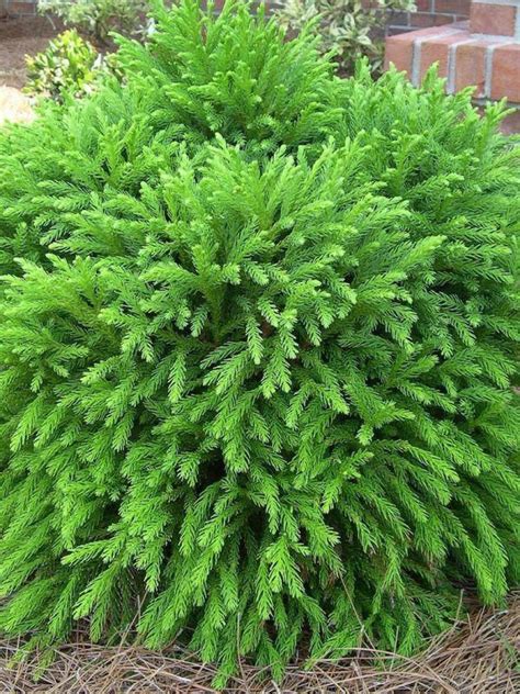 Cryptomeria globosa nana is a low mounding evergreen shrub with dark green foliage that does ...