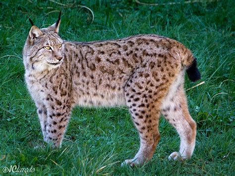 Lince boreal | Wikia Animales increíbles | Fandom