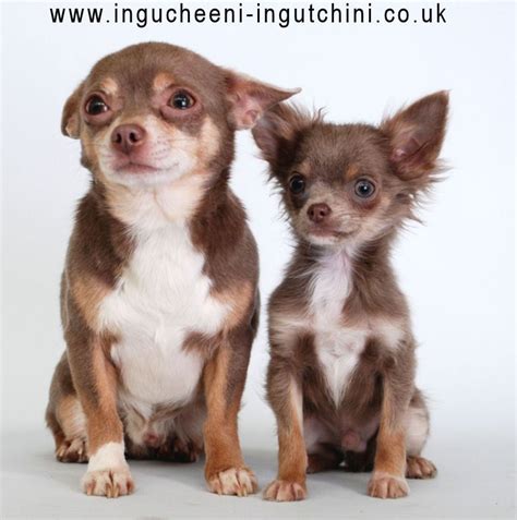 White And Brown Chihuahua Names - Pets Lovers