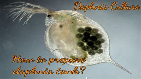 Daphnia Culture-How to prepare daphnia Tank - YouTube