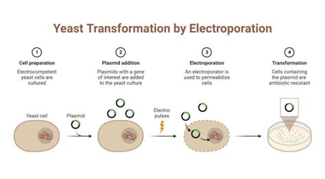 Electroporator: Principle, Types, Parts, Uses, Examples