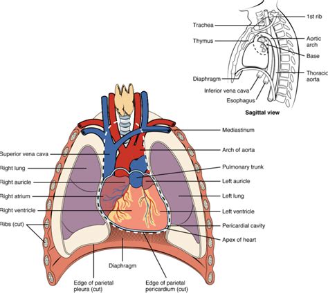 6.1 Heart Anatomy – Fundamentals of Anatomy and Physiology