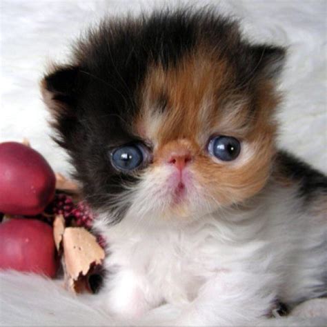 a small kitten with blue eyes sitting next to some fruit