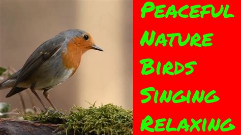 Peaceful Instrumental Music, Relaxing Nature music "Song Birds of Morning" - YouTube