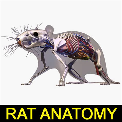 Rat Internal Anatomy - Anatomical Charts & Posters