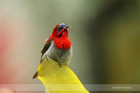 Crimson Sunbird - Singapore Geographic