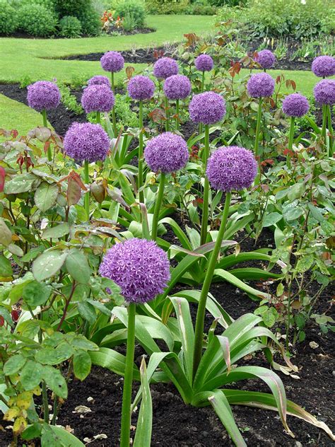 Allium 'Globemaster' | Garden Housecalls