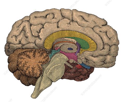 Brain cross-section - Stock Image - C012/3807 - Science Photo Library