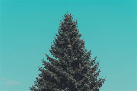 Download Simple Clean Pine Tree Wallpaper | Wallpapers.com