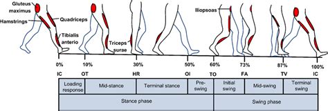 Divisions of gait cycle with typical muscle activity patterns [50, 51].... | Download Scientific ...