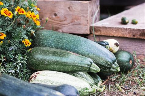 Companion Planting Squash » Know Their Friends