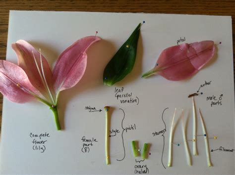 Biology Class Tutorial: Angiosperm Dissection Tutorial