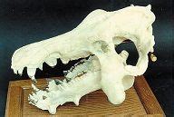 Archaeotherium Skull Replica - Skeletons and Skulls Superstore