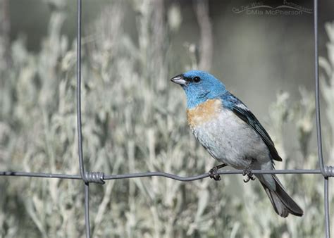 One Male Lazuli Bunting, Sage And A Wire Fence - Mia McPherson's On The Wing Photography