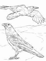 Common Raven coloring Page  Free Printable Coloring Pages sketch template