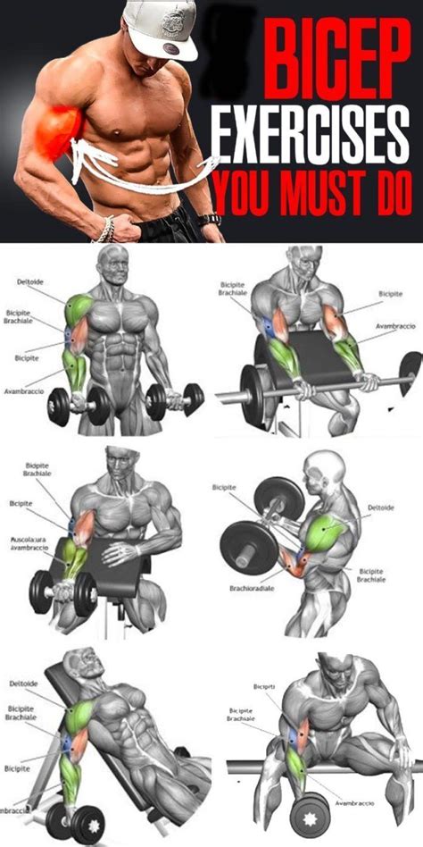 Add inches to your Biceps with these exercises combined with the ...