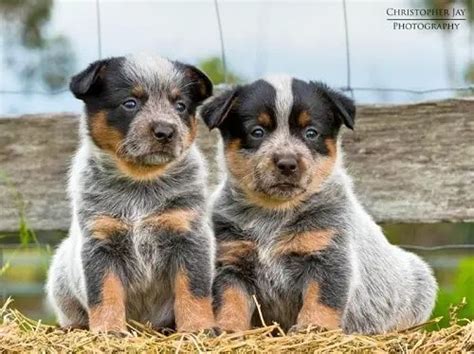 12 Awesome facts about the Australian Cattle Dog