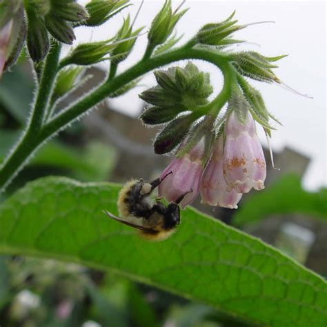 Comfrey Bocking 14 root cuttings for sale - Dalmore Croft