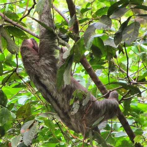 See The Sloths In Costa Rica: Incredible Wildlife Encounters