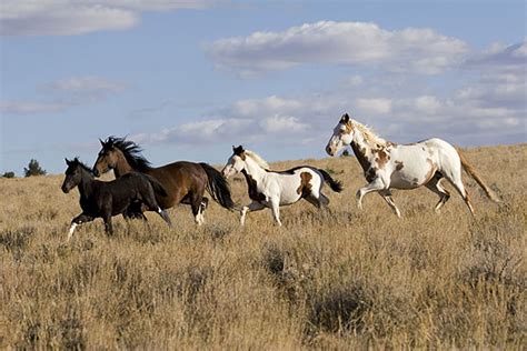 American Horse Breeds - Mustang